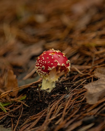 红色和白色的蘑菇在棕色的乾草
